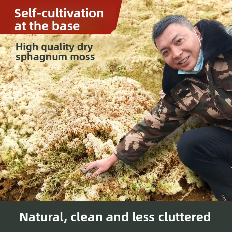グレードA乾燥ミズゴケ、胡蝶蘭などの天然鉢植え用土、カメの冬 - Preserved Moss Sheet のレビューと価格