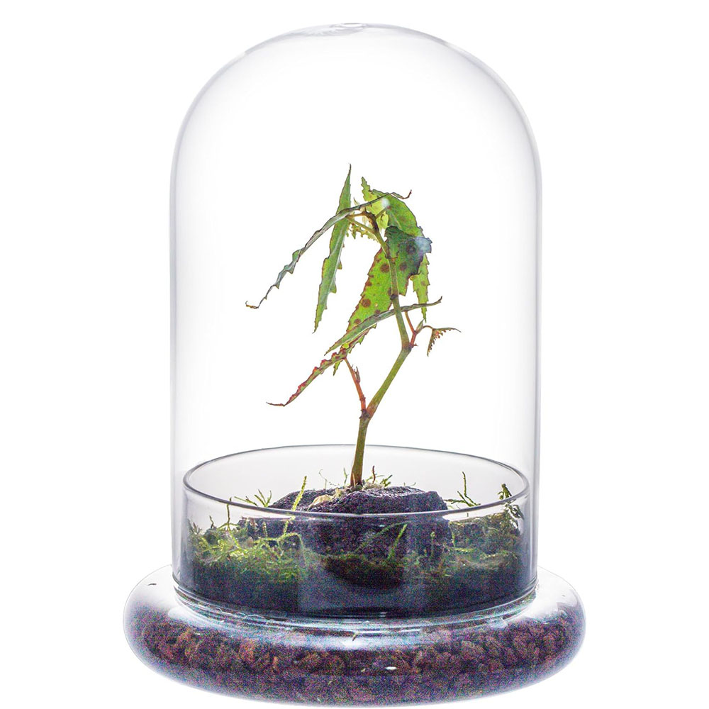 ガラスドーム エアホール付き ガラス製クローシュベルジャー  - Florist Supply Vases のレビューと価格
