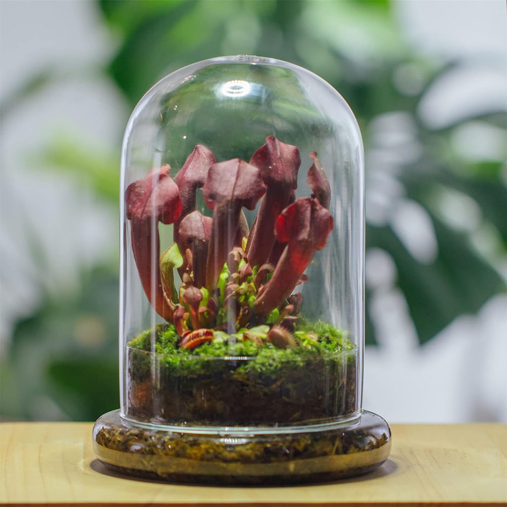 ガラスドーム エアホール付き ガラス製クローシュベルジャー  - Florist Supply Vases のレビューと価格