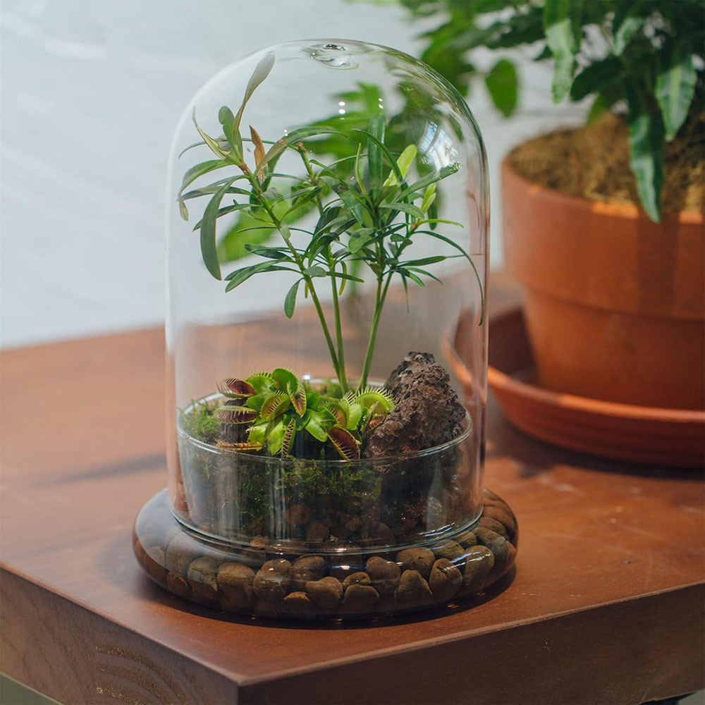 ガラスドーム エアホール付き ガラス製クローシュベルジャー  - Florist Supply Vases のレビューと価格